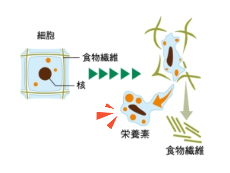 硬い細胞壁の食物繊維を取り除き、大切な栄養素だけを搾汁