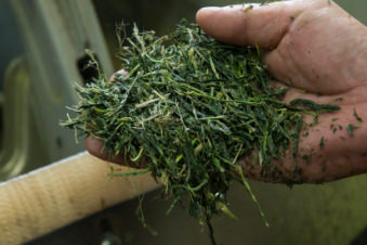 緑茶製法で蒸して乾燥させた桑葉