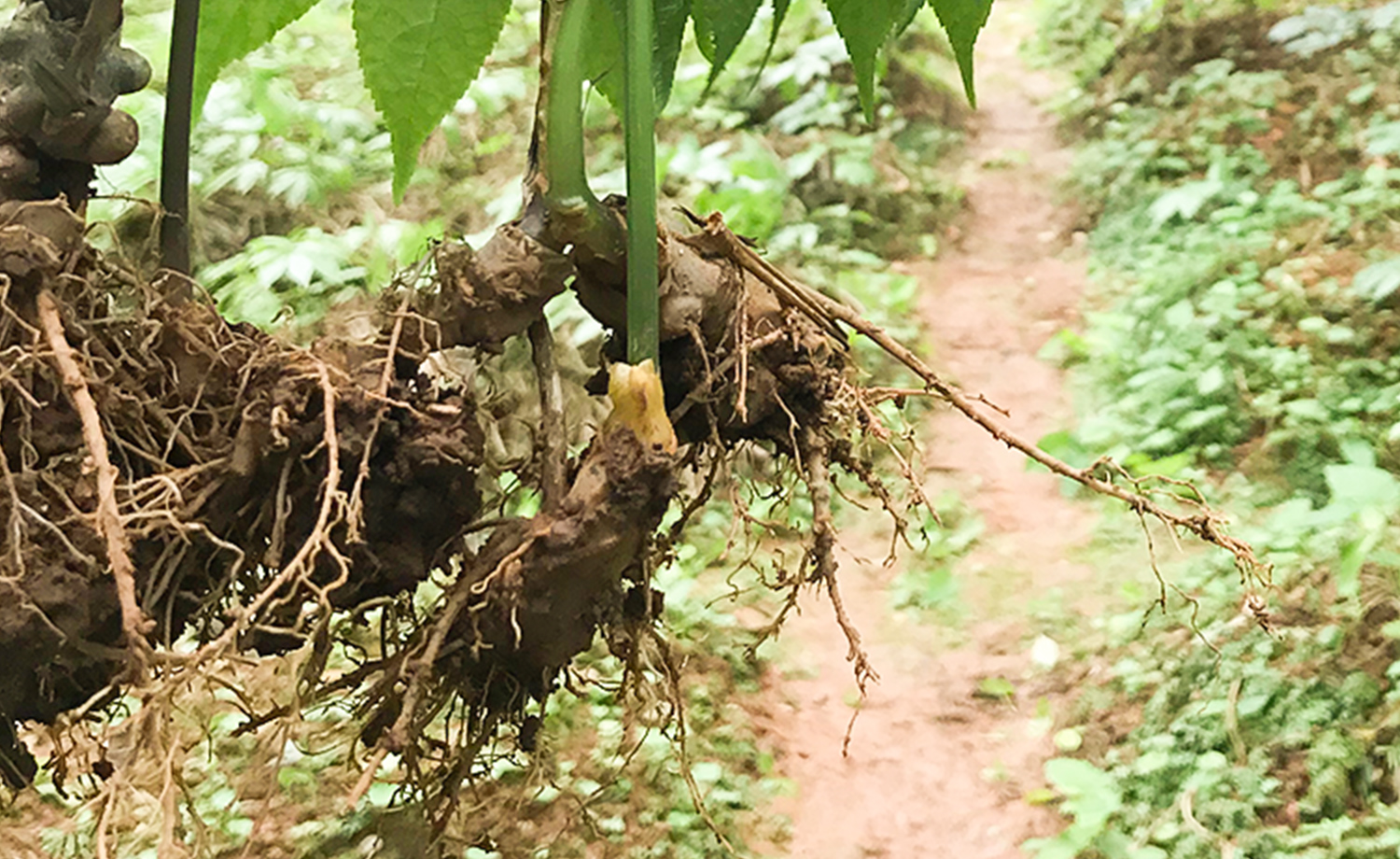 本草閣代表と現地生産責任者様