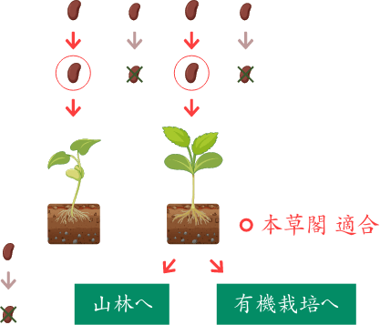 本草閣では厳選された種から種を育成