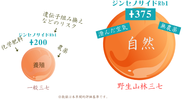 化学肥料や農薬、遺伝子組み換えなどのリスクを含む養殖の一般の三七人参か、澄んだ空気、無農薬で育った自然の野生山林三七か