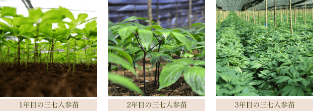 1年目の三七人参苗：2年目の三七人参苗：3年目の三七人参苗