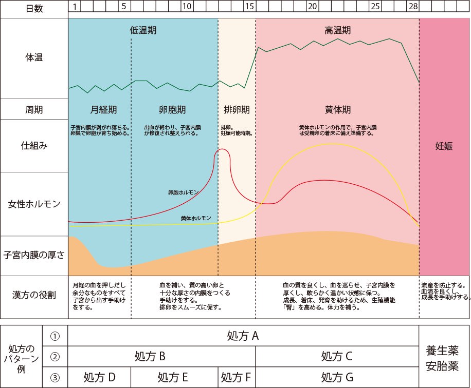 妊娠までの身体の周期と処方パターン例