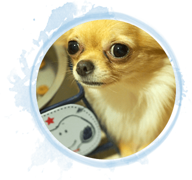 チワワ