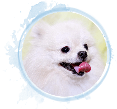 ポメラニアン
